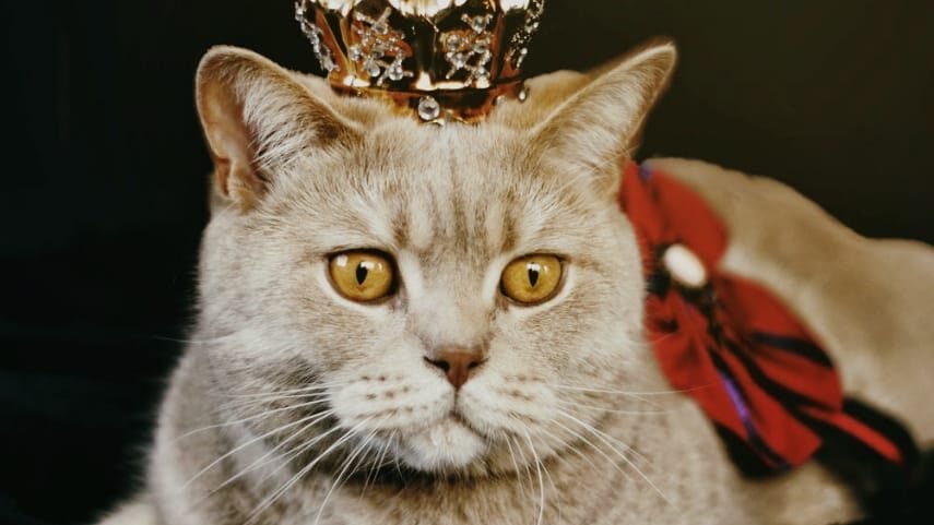 Most Common Cat Breeds
