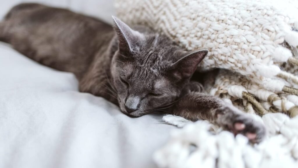 solid grey cat breed