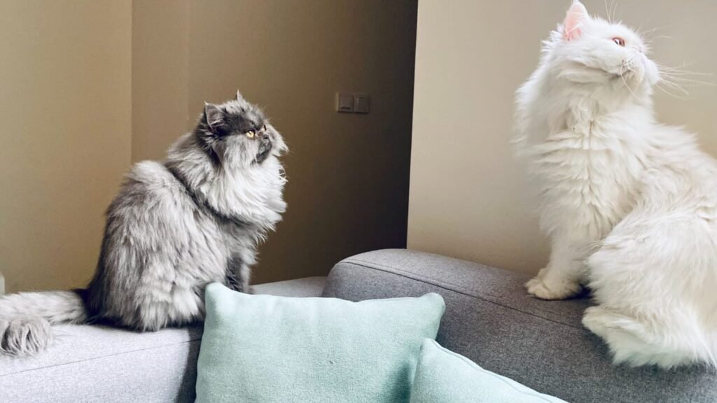 Will cats share a litter box