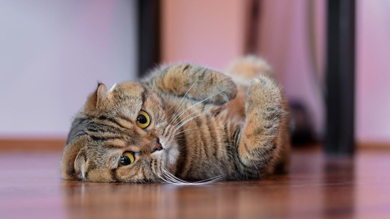 top 4 grumpy cat breeds with grumpy face