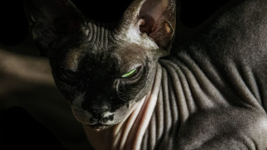 Will cats scratch leather