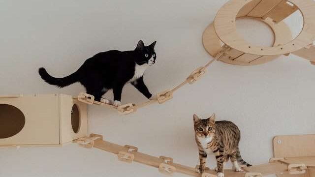what does a cat needs to play