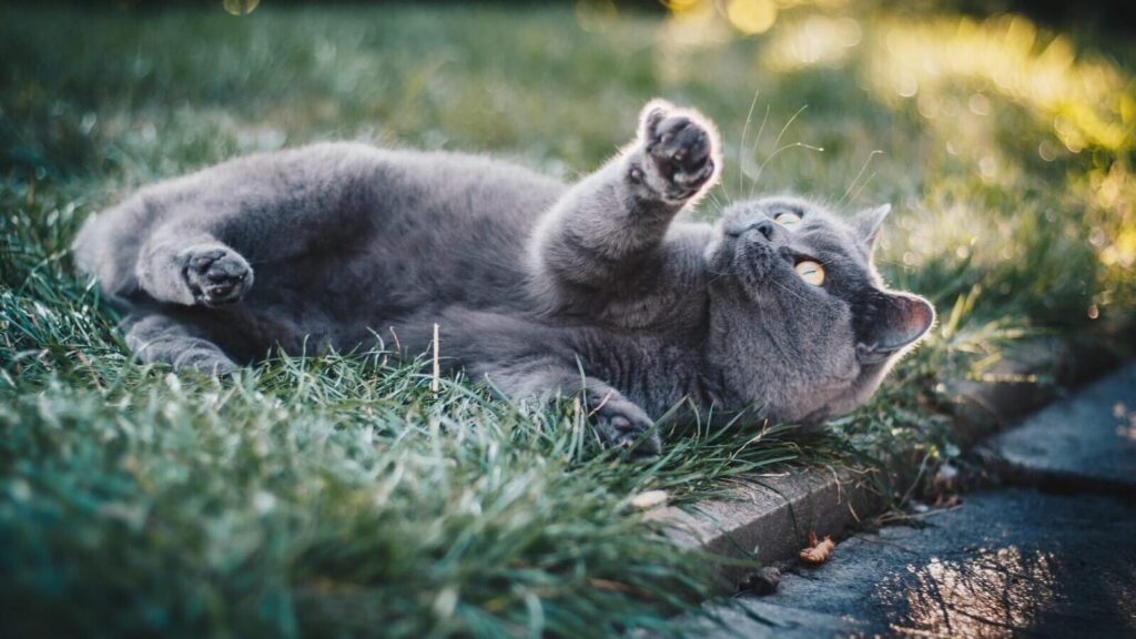 can cats eat mint ice cream