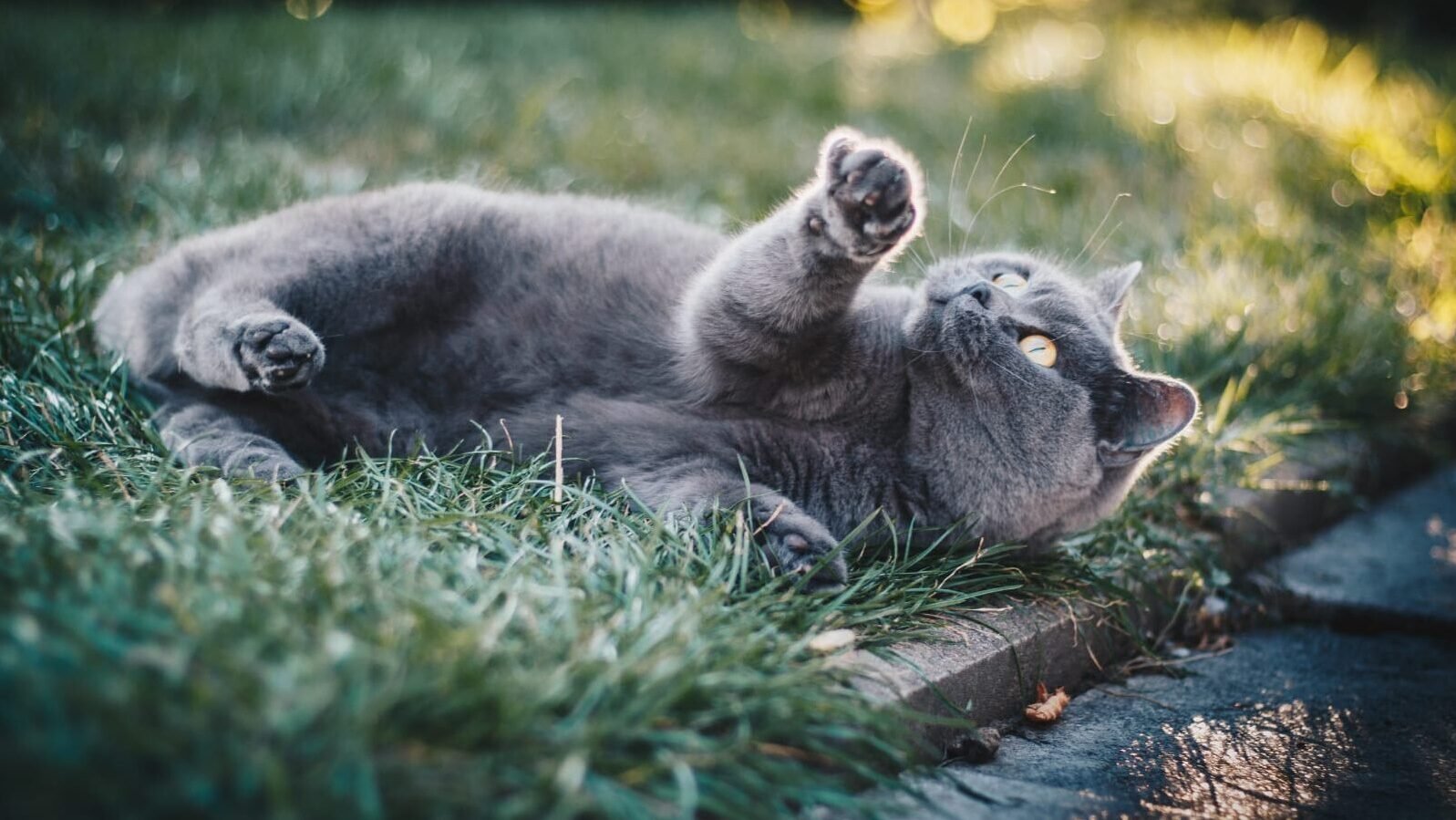 5 Gorgeous Grey Cat breeds