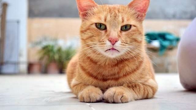 What cats have an M on their forehead