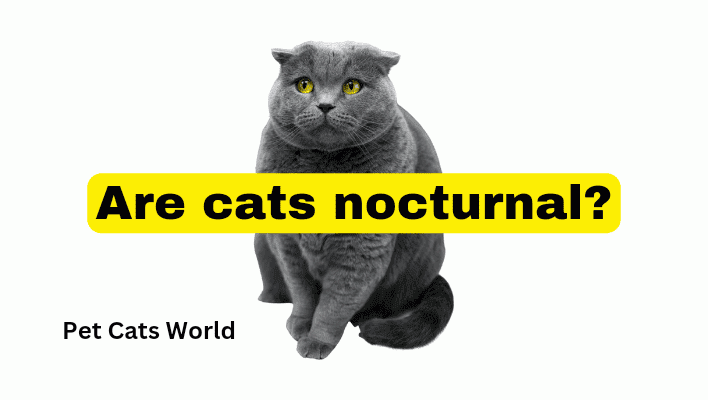Are cats nocturnal