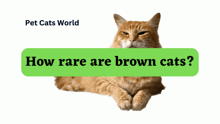 how rare are brown cats