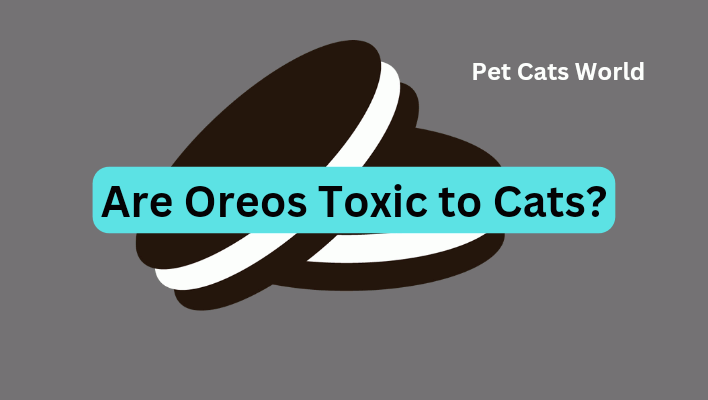 Can Cats Eat Oreos