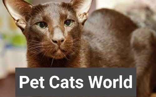 Havana brown cat