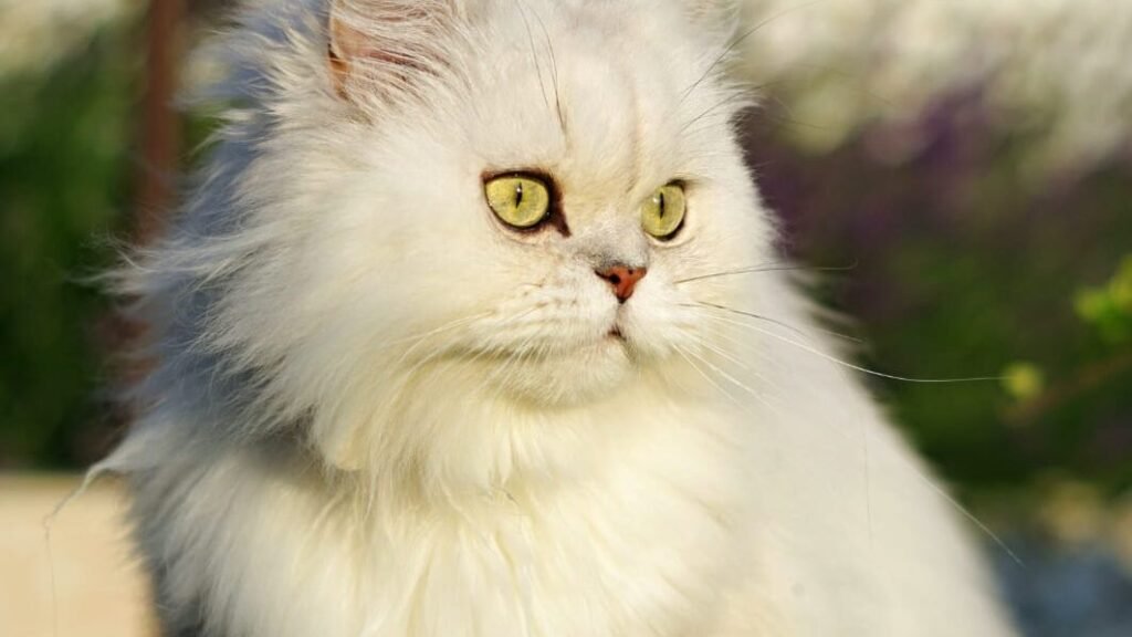 stunning fluffy cat breed