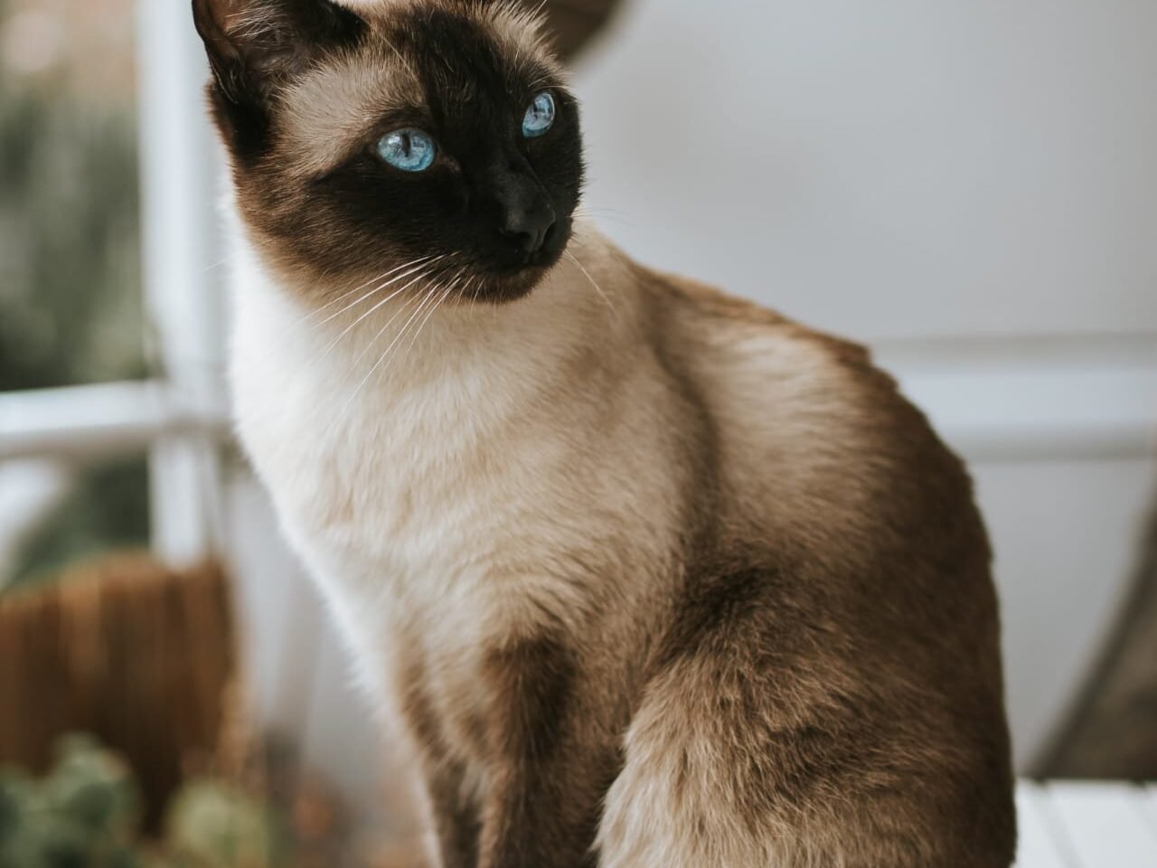 What 's the most common cat breed