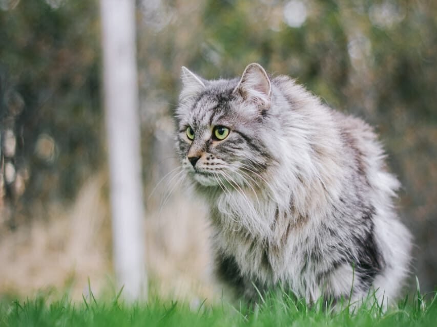 black and white cat