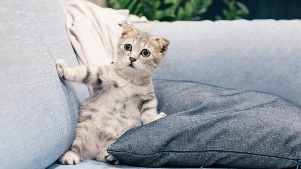 7 gorgeous cute cat breed