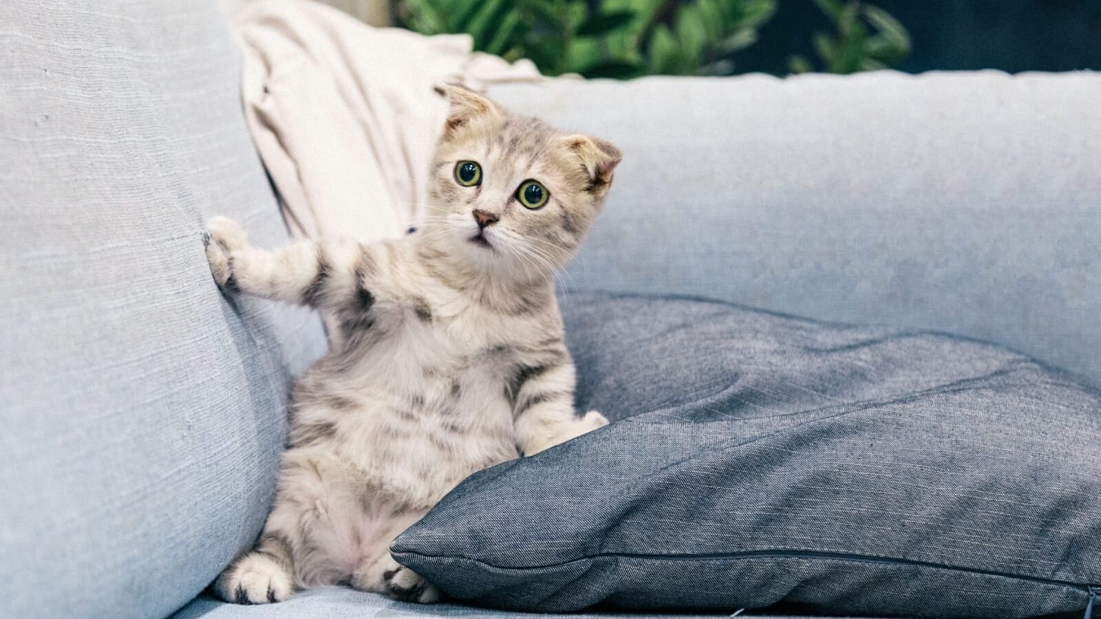 How Long Can I Leave My Cat Alone