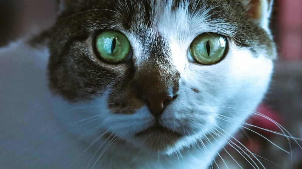 How do cats see humans