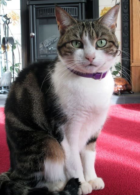 cat breeds with long noses